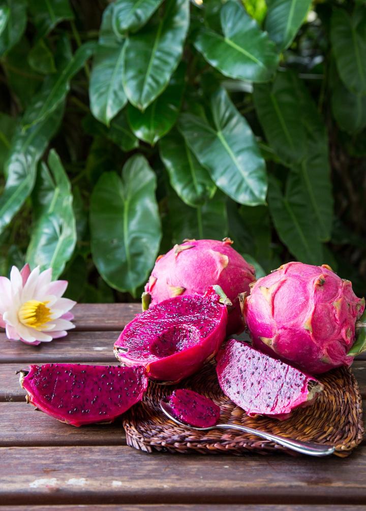 Red Tricia Dragon Fruit Plant - Fruiting Cactus Vine