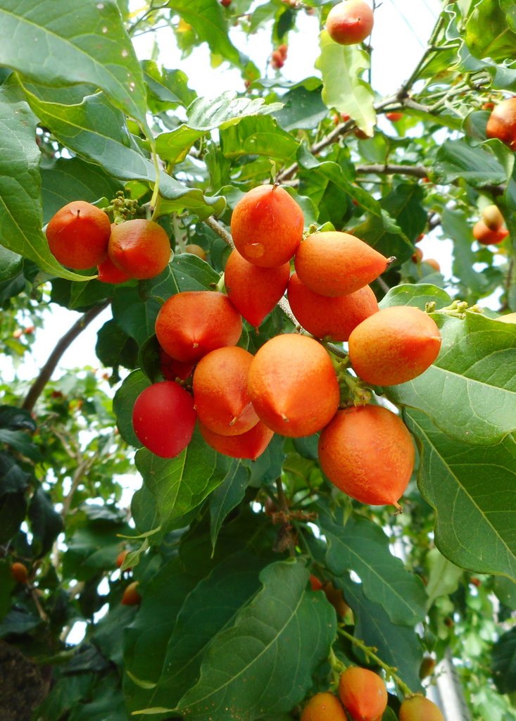 Sow Exotic Peanut Butter Fruit