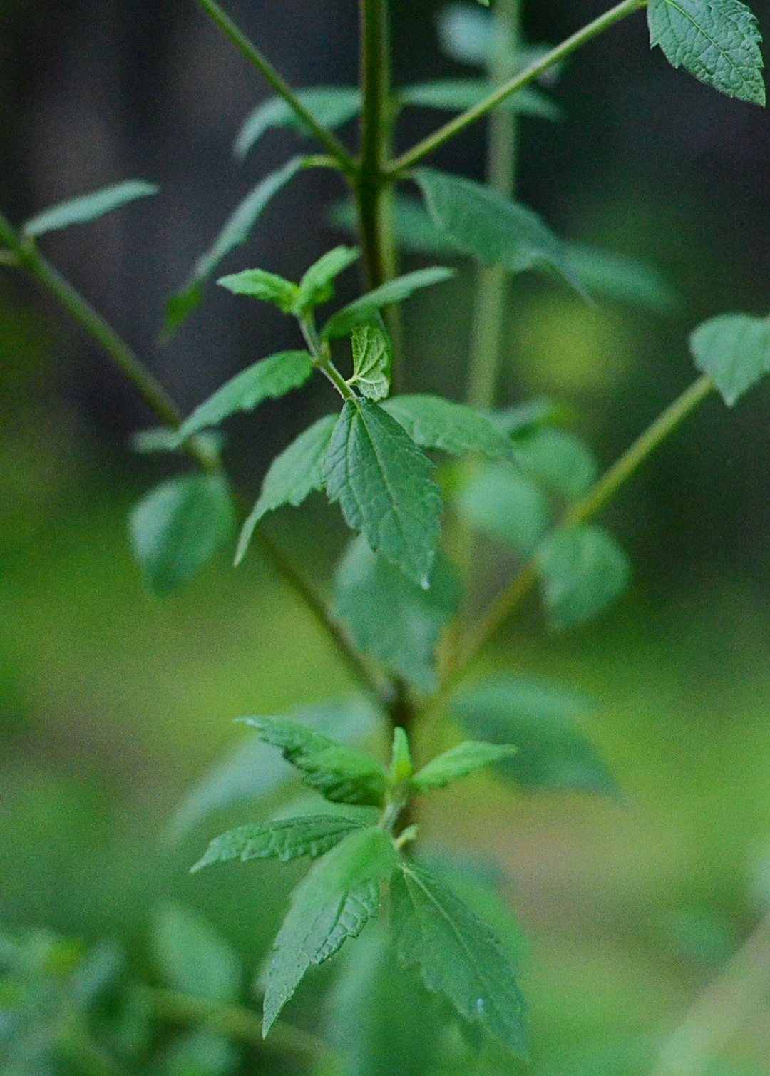 calea plant Calea Dream (Calea zacatechichi) - Medicinal Herb Plant