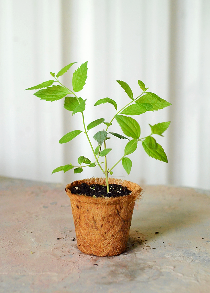 Calea Dream (Calea zacatechichi) - Medicinal Herb Plant