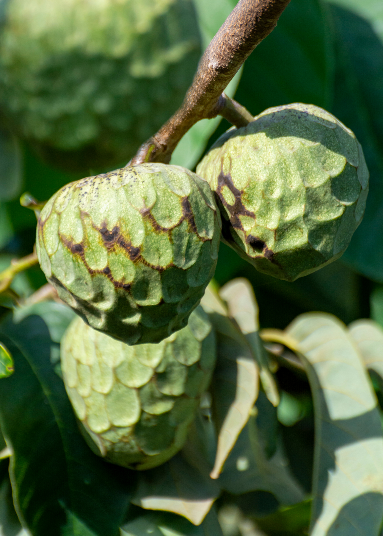 How To Grow A Cherimoya Tree From Seed how-to-grow-a-cherimoya-tree-from-seed