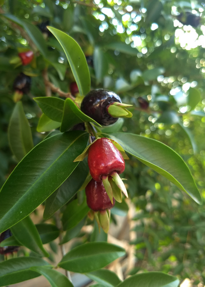 several Cherry of the Rio Grande fruits growing - red to deep purpleish red, somewhat bell-shaped fruits grow surrounded by long smooth leaves