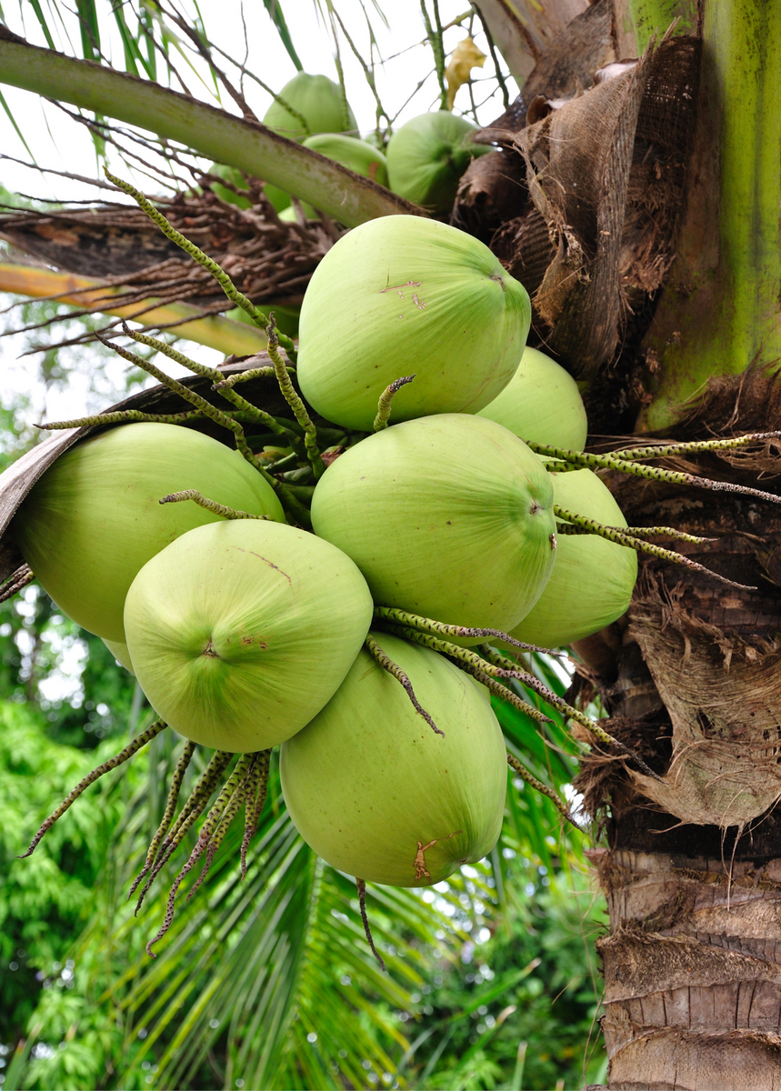 Coconut Palm Fruit Tree 3-5 ft | Sow Exotic