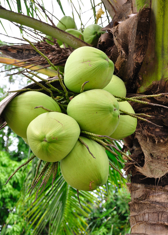 buy coconut palm tree Coconut Palm Fruit Tree 3-5 ft