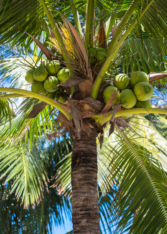 palm tree plant food Coconut Palm Fruit Tree 3-5 ft
