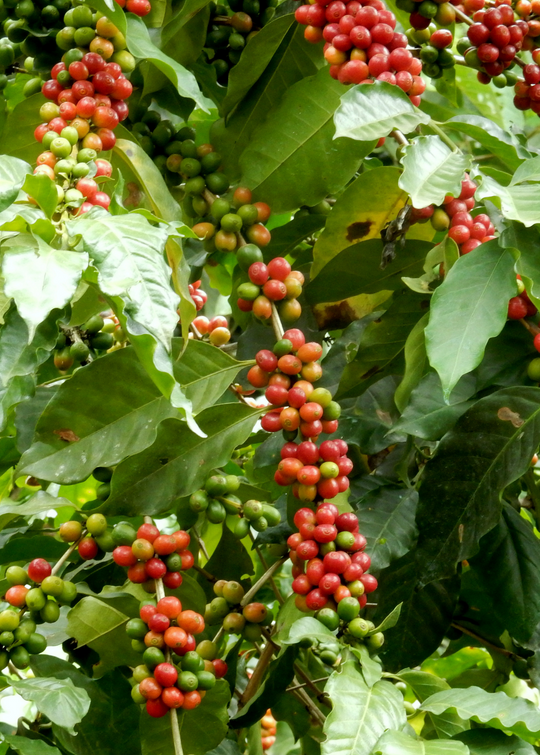 Coffee Plant | Live Fruit Tree