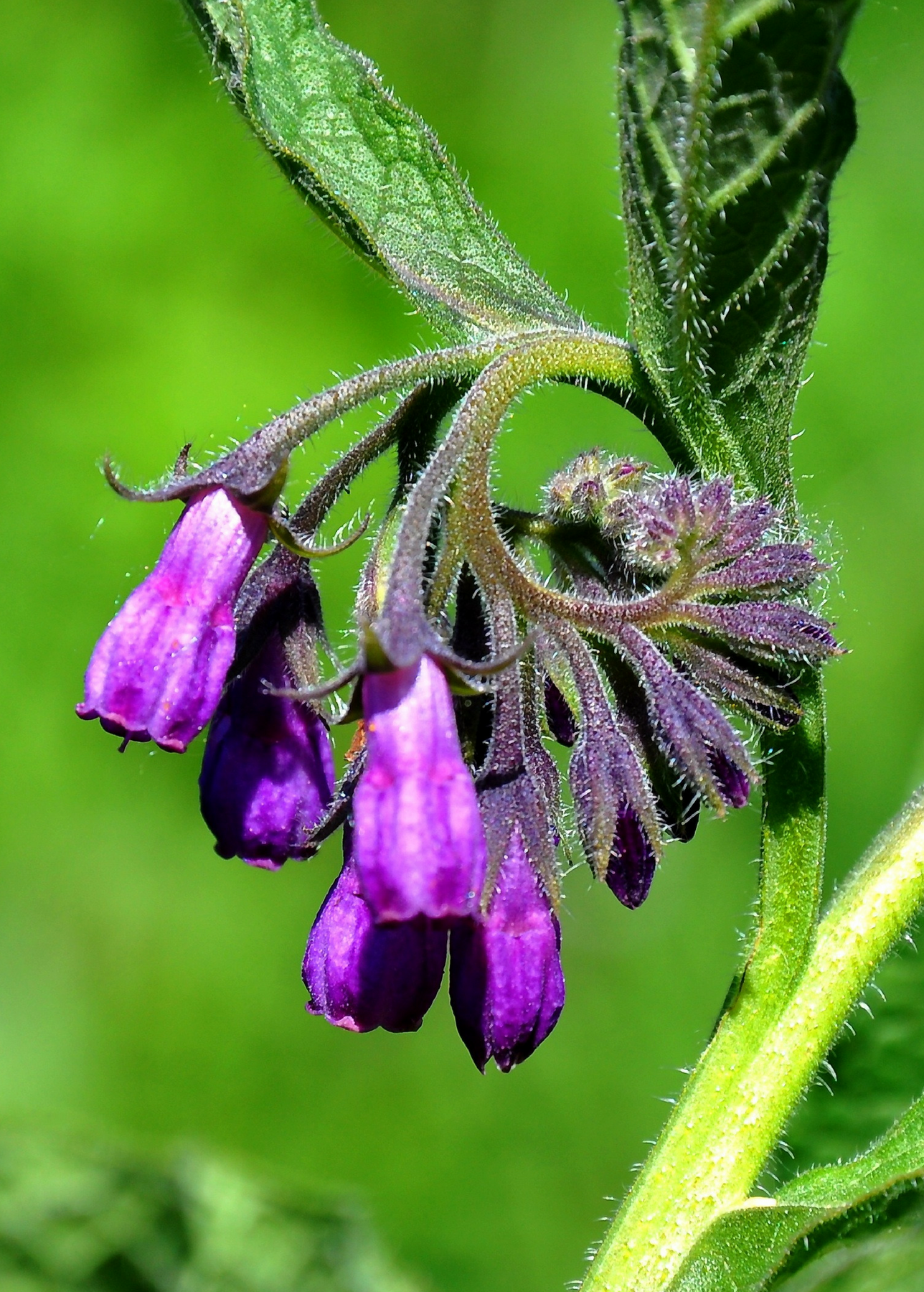 Comfrey