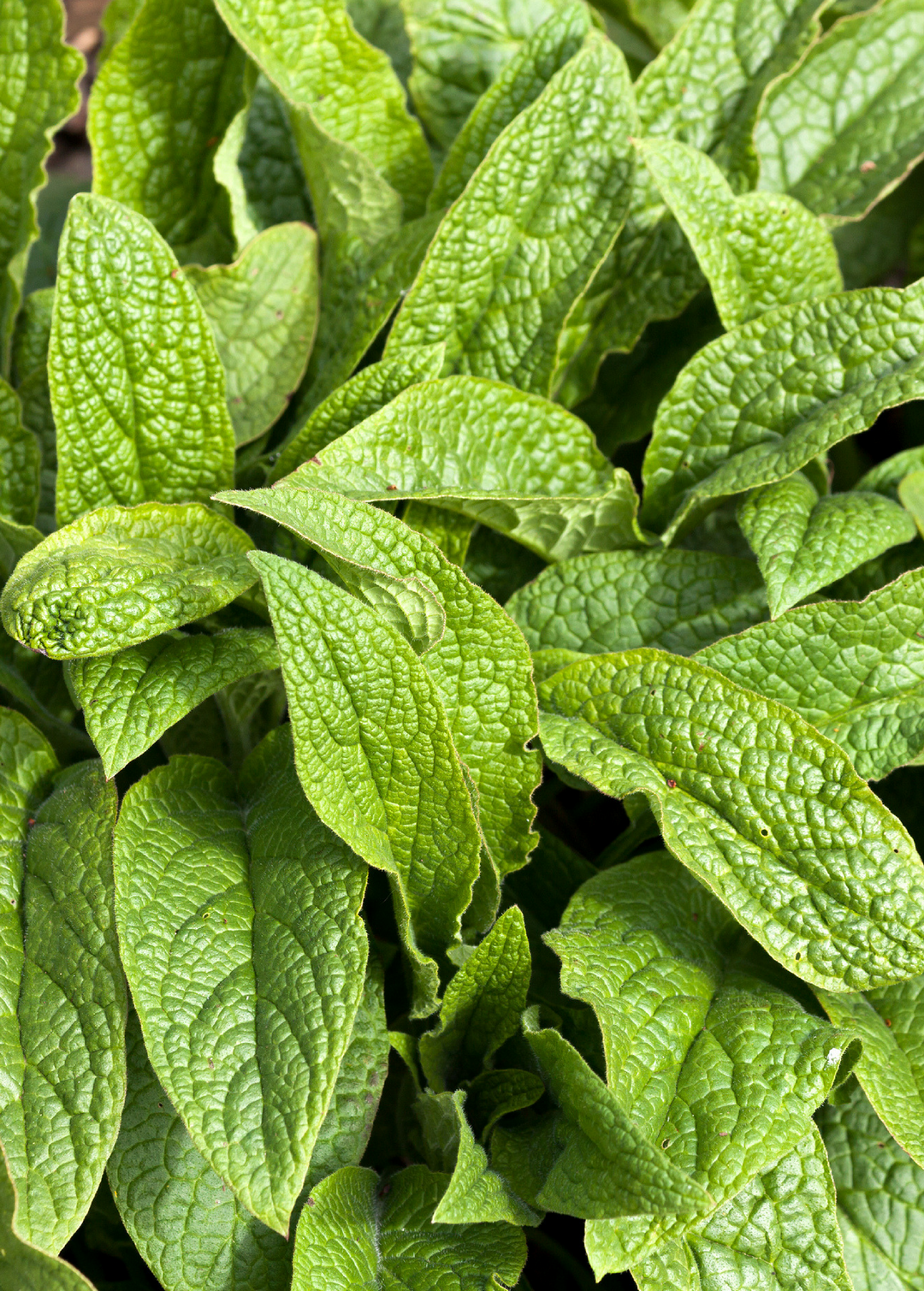 What Is The Plant Comfrey