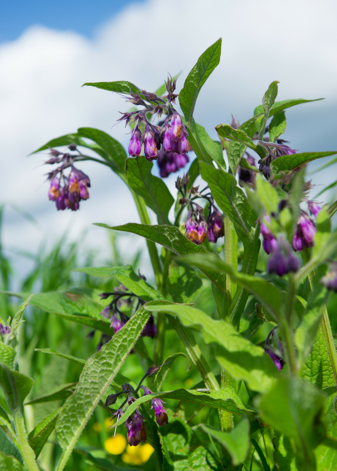 comfrey plant for fertilizer Comfrey (Symphytum uplandicum) - Live Plant