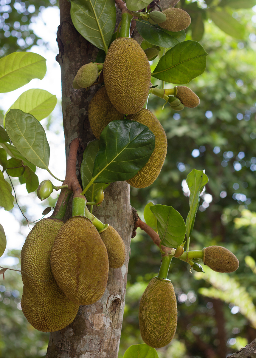 Jackfruit Fruit Tree (Artocarpus heterophyllus) | Sow Exotic