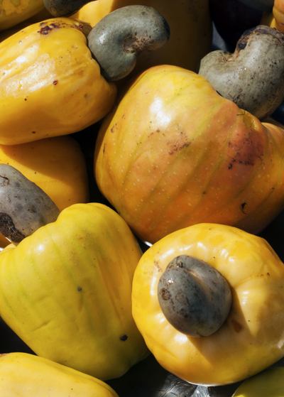 close up of pile of Yellow Cashew fruits with nuts attached - deep yellow, bell shaped fruits with greenish veins hold in the top of a brownish , c-shaped nut