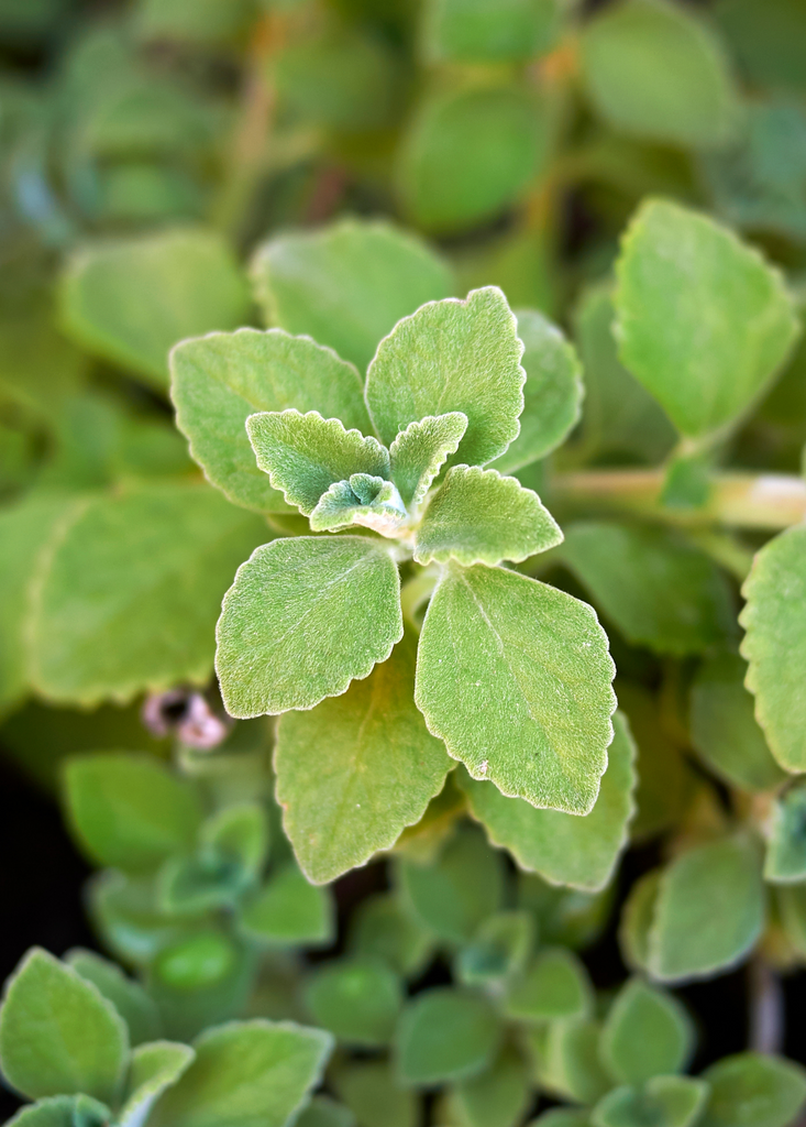 Cuban Oregano, Green | Culinary and Medicinal Herb