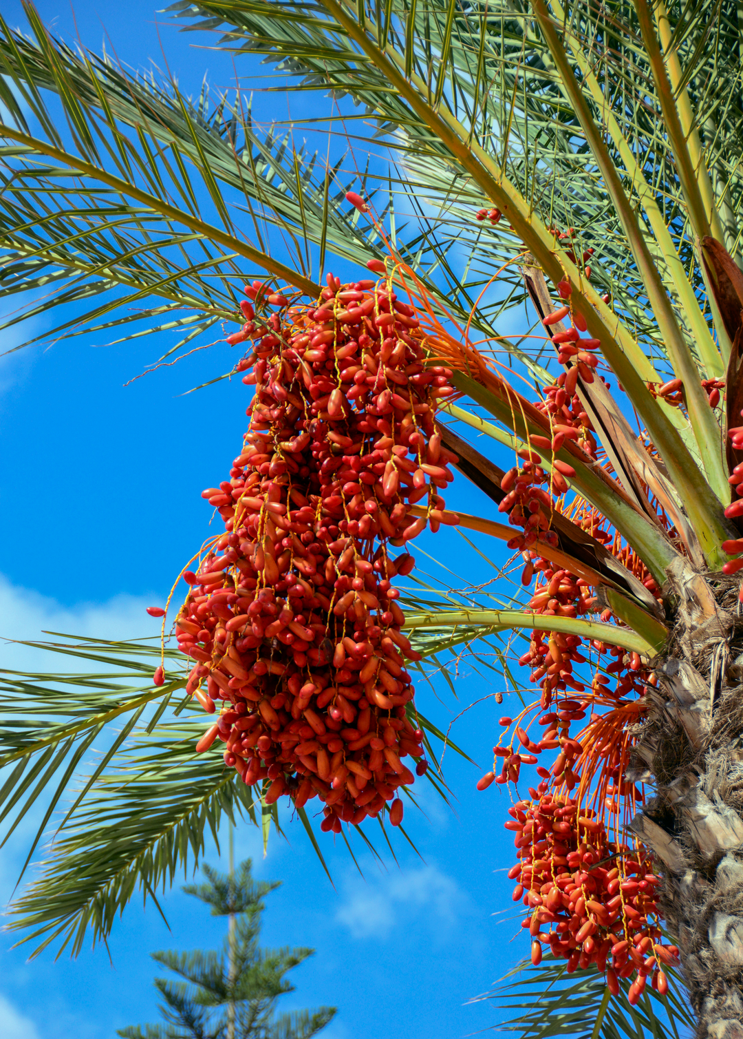 Date Palm (Phoenix dactylifera) - Fruit Tree - Live Plant | Sow Exotic