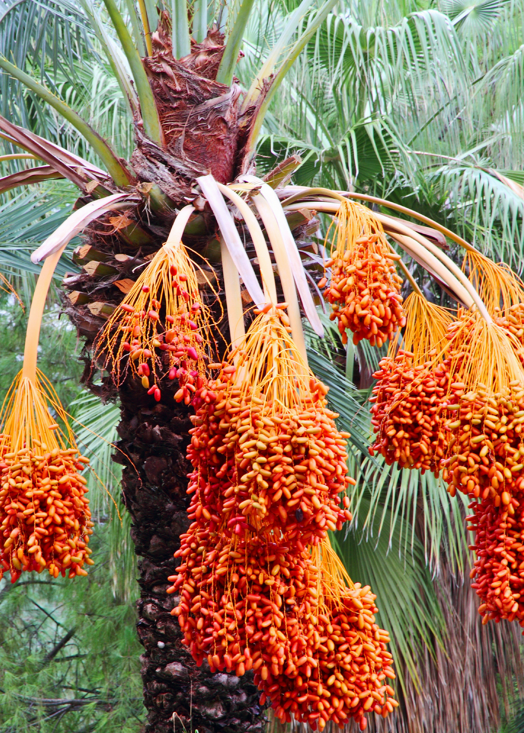 date palm plants for sale Date Palm (Phoenix dactylifera)