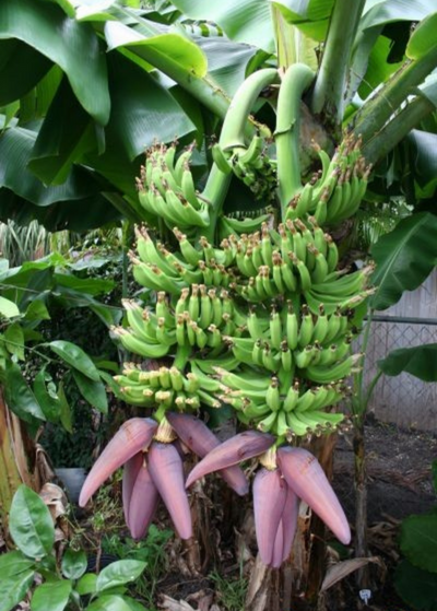Dwarf Double Mahoi banana plant with two bunches of green bananas with multiple purplish banana flowers at the end