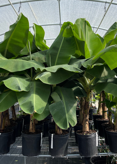 several rows of 3 gallon pots holding Dwarf Cavendish Banana plants on bench in greenhouse