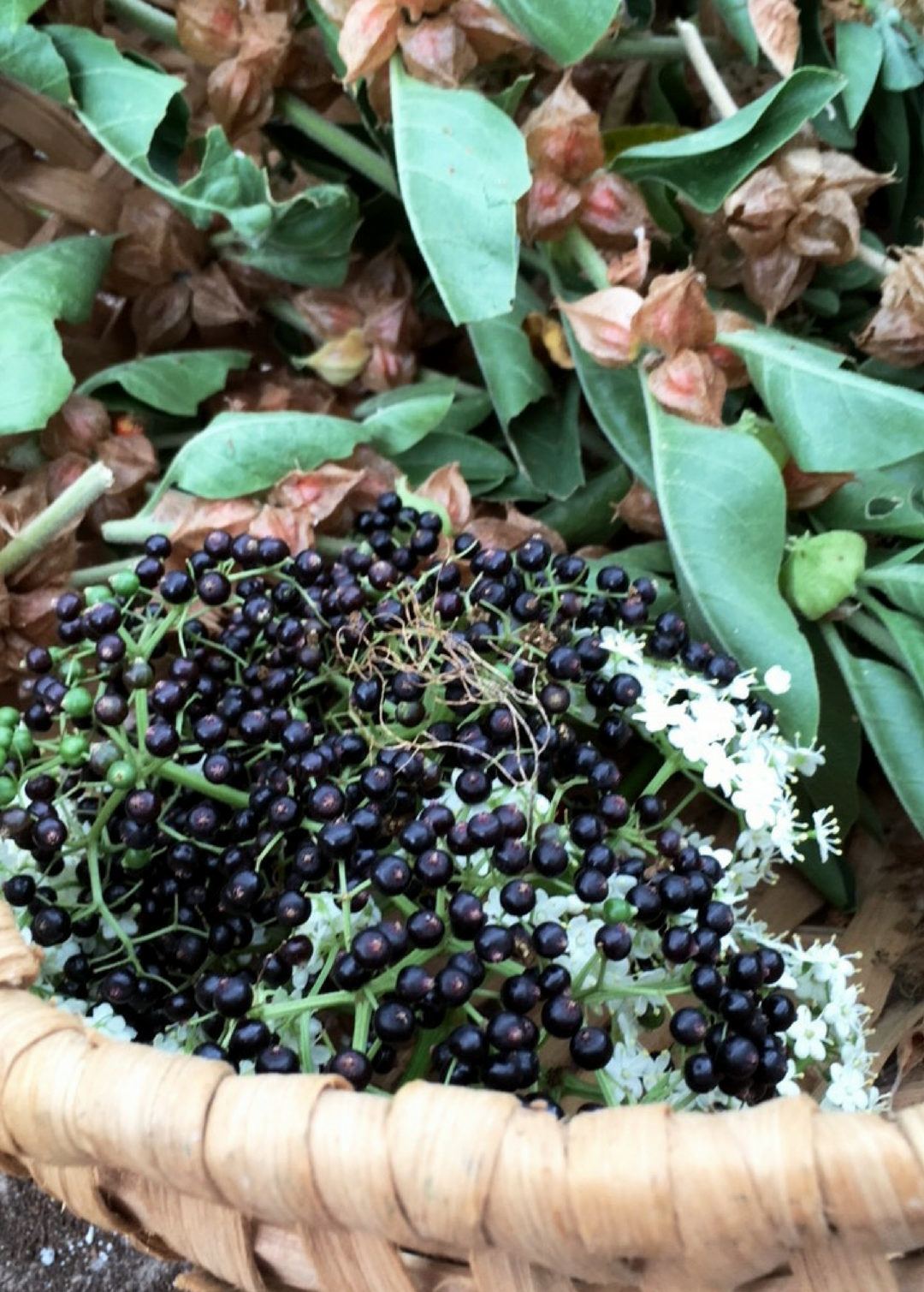 Elderberry Plant, Elderflower | Live Florida Native Herb