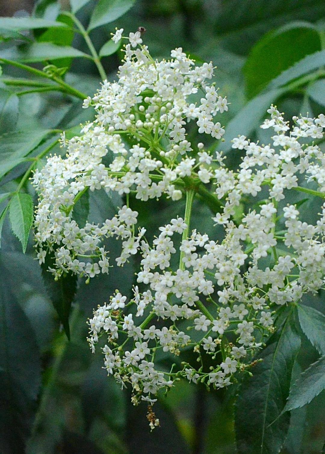 Elderberry Plant, Elderflower | Live Florida Native Herb