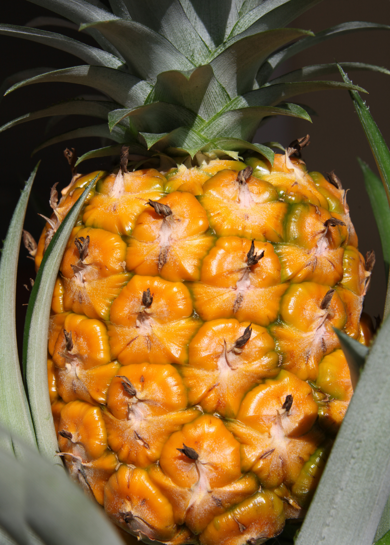 gold pineapple plant Elite Gold' Pineapple | Tropical Fruit
