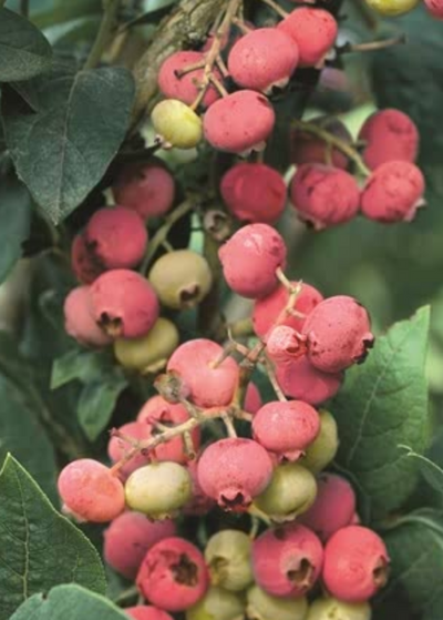 large cluster of light yellow-green and deep pink Florida Rose Blueberries against dark green leaves