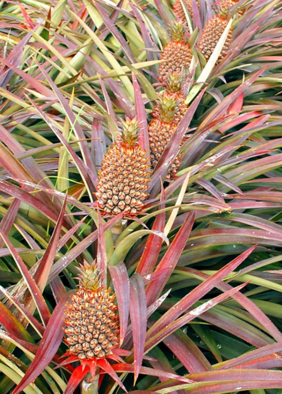 Pineapple Tree 2 Gold Pineapple Plants Live To Grow 5 To 8 Inch Tall,