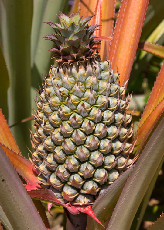 Florida Special' Pineapple | Tropical Fruit | Sow Exotic