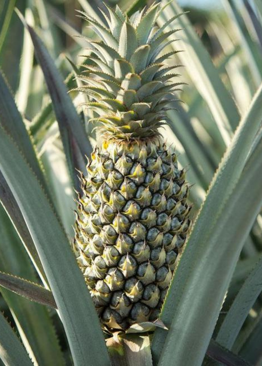 hybrid pineapple plant Florida Special' Pineapple | Tropical Fruit