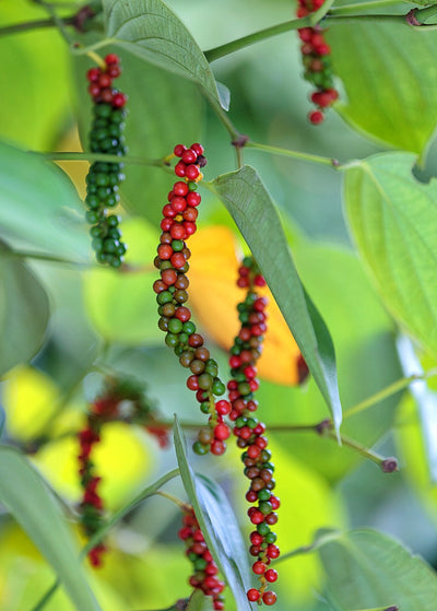 ripening peppercorn berries of Black Pepper Vine centered between ovate leaves