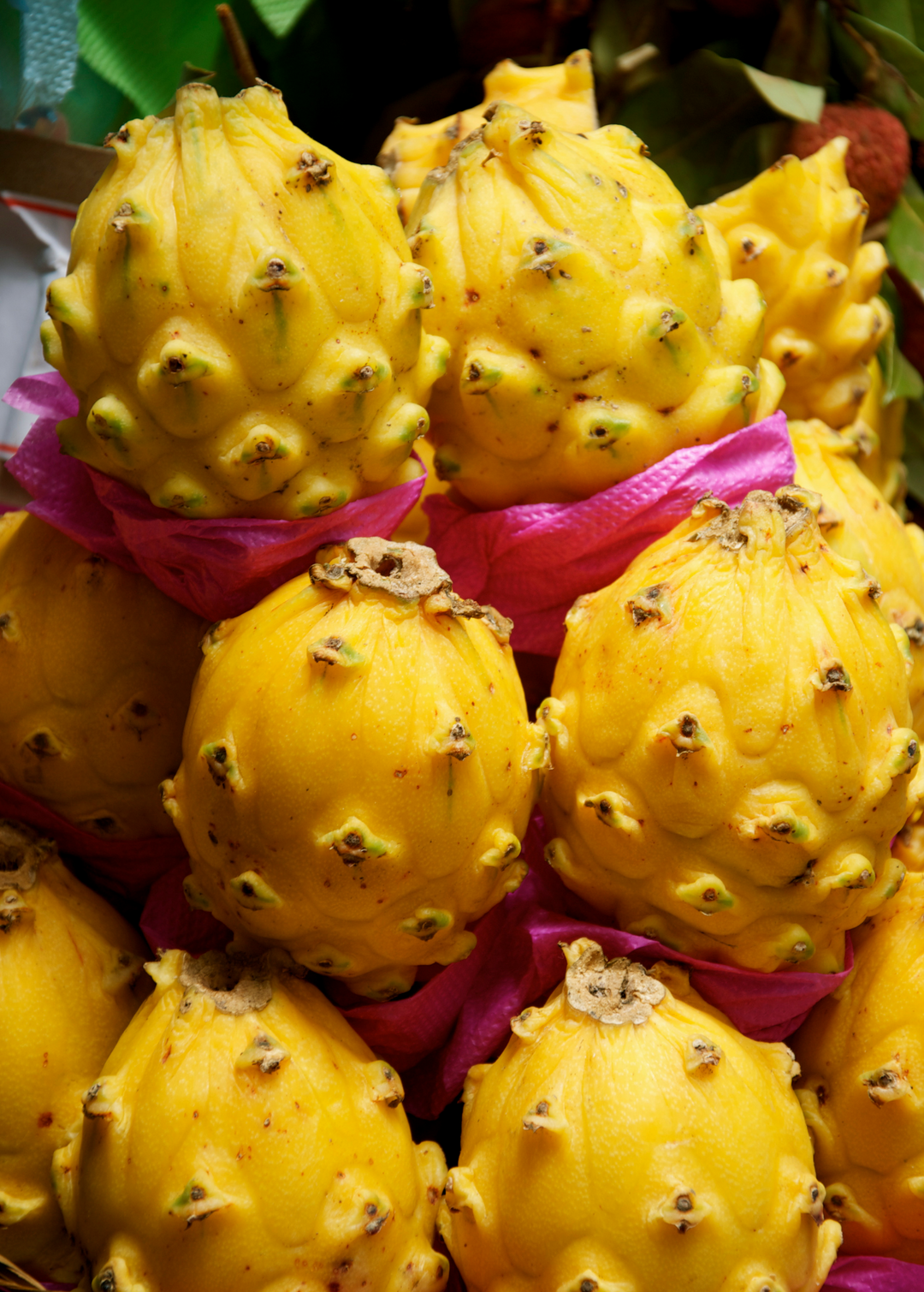 Yellow Dragon Fruit Plant - Fruiting Cactus Vine | Sow Exotic