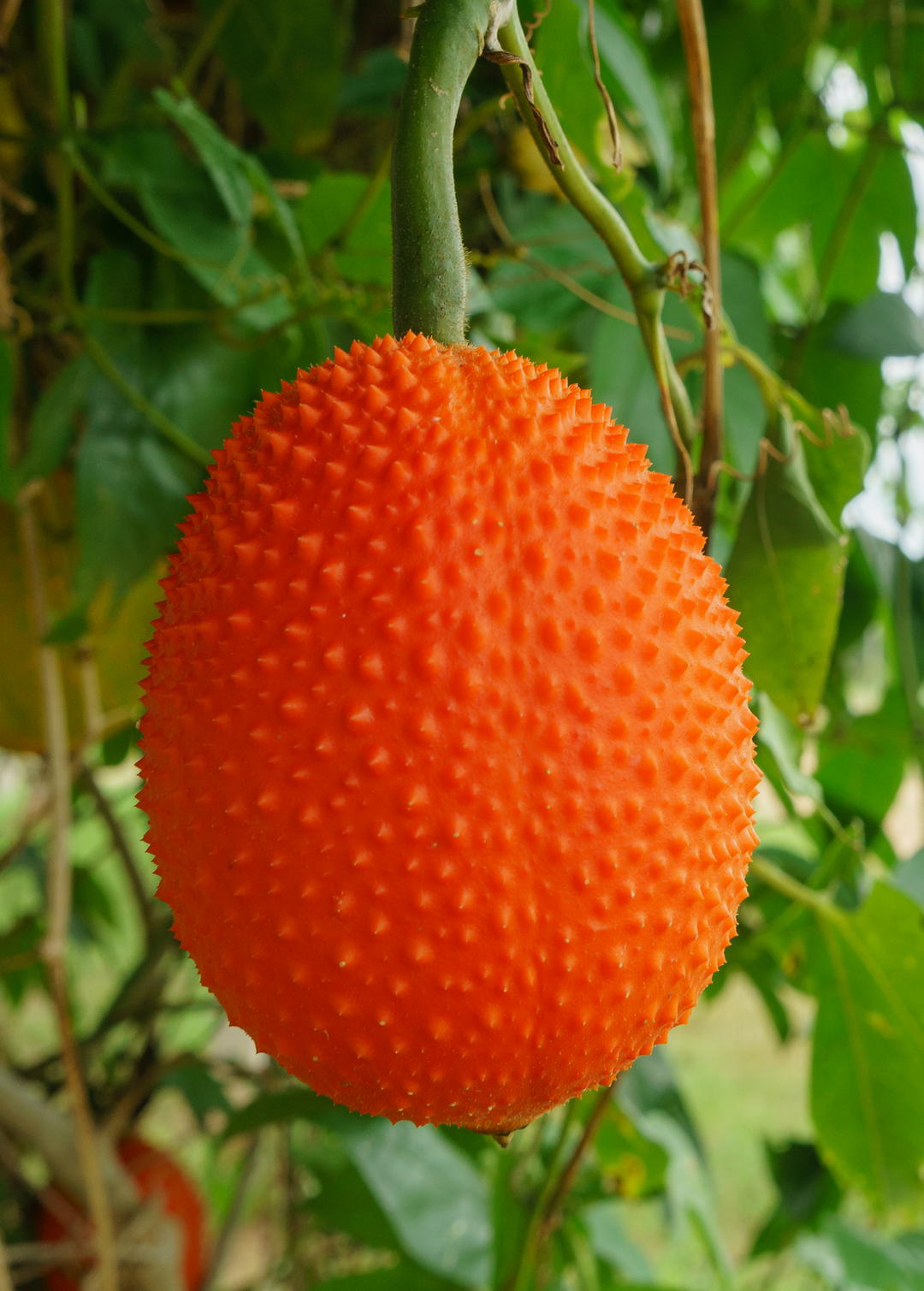 gac fruit plant Gac (Momordica cochinchinensis)