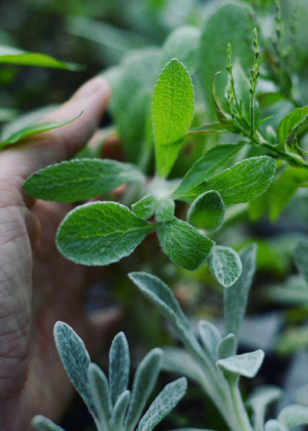 ironwort plant Greek Mountain Tea Plant (Sideritis scardica) Live Herb