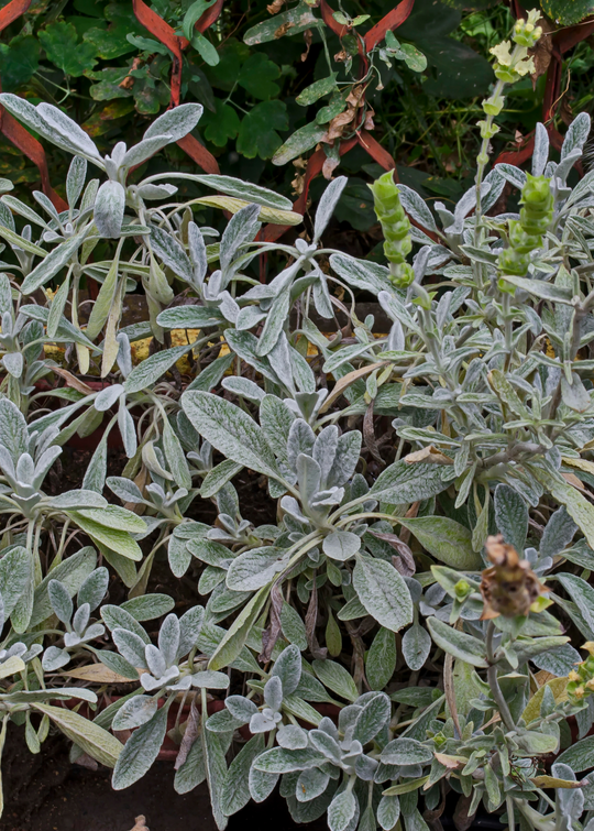 Greek Mountain Tea Plant (Sideritis scardica) Live Herb