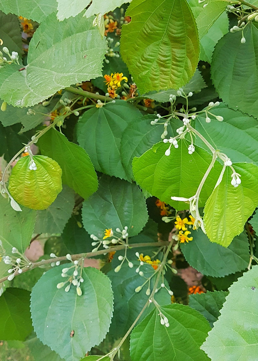 Sherbet Berry Phalsa Plant