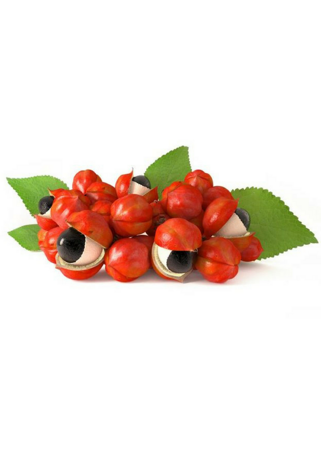 Guarana Plant (Paullinia cupana) Rare Fruiting Vine