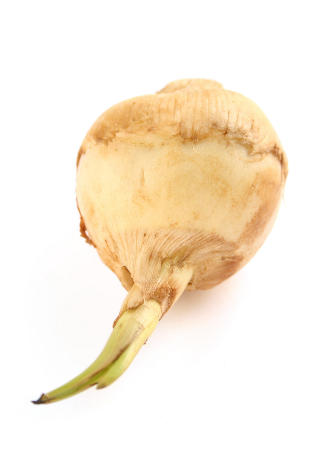 Guinea Arrowroot | Live Plant | Sow Exotic