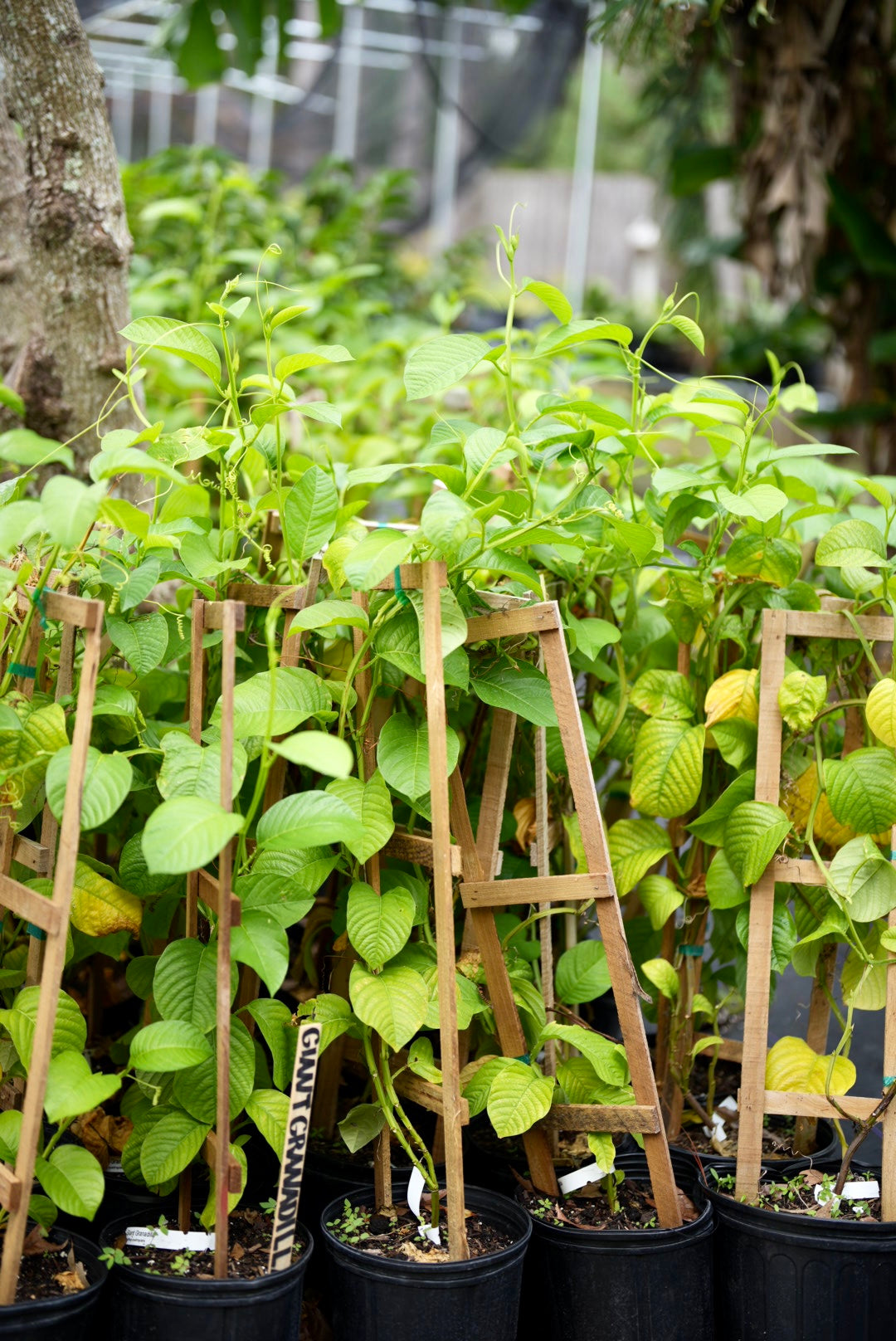 granadilla plant in pot Giant Granadilla (Passiflora quadrangularis L.)
