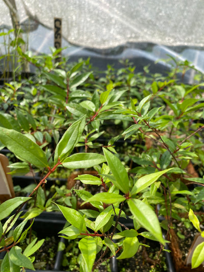 nursery trays full of young Cas Guava plants growing in greenhouse - Cas Guava plants have glossy, lance-shaped leaves and reddish brown branches