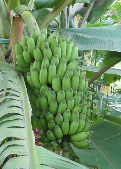 tightly clustered bunch of stubby Pisang Ceylon bananas surrounded by green banana leaves accented by streaks of maroon and black