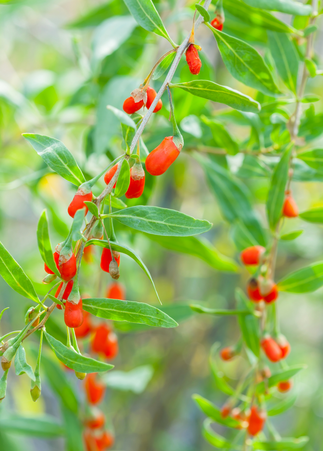 Goji Berry Shrub