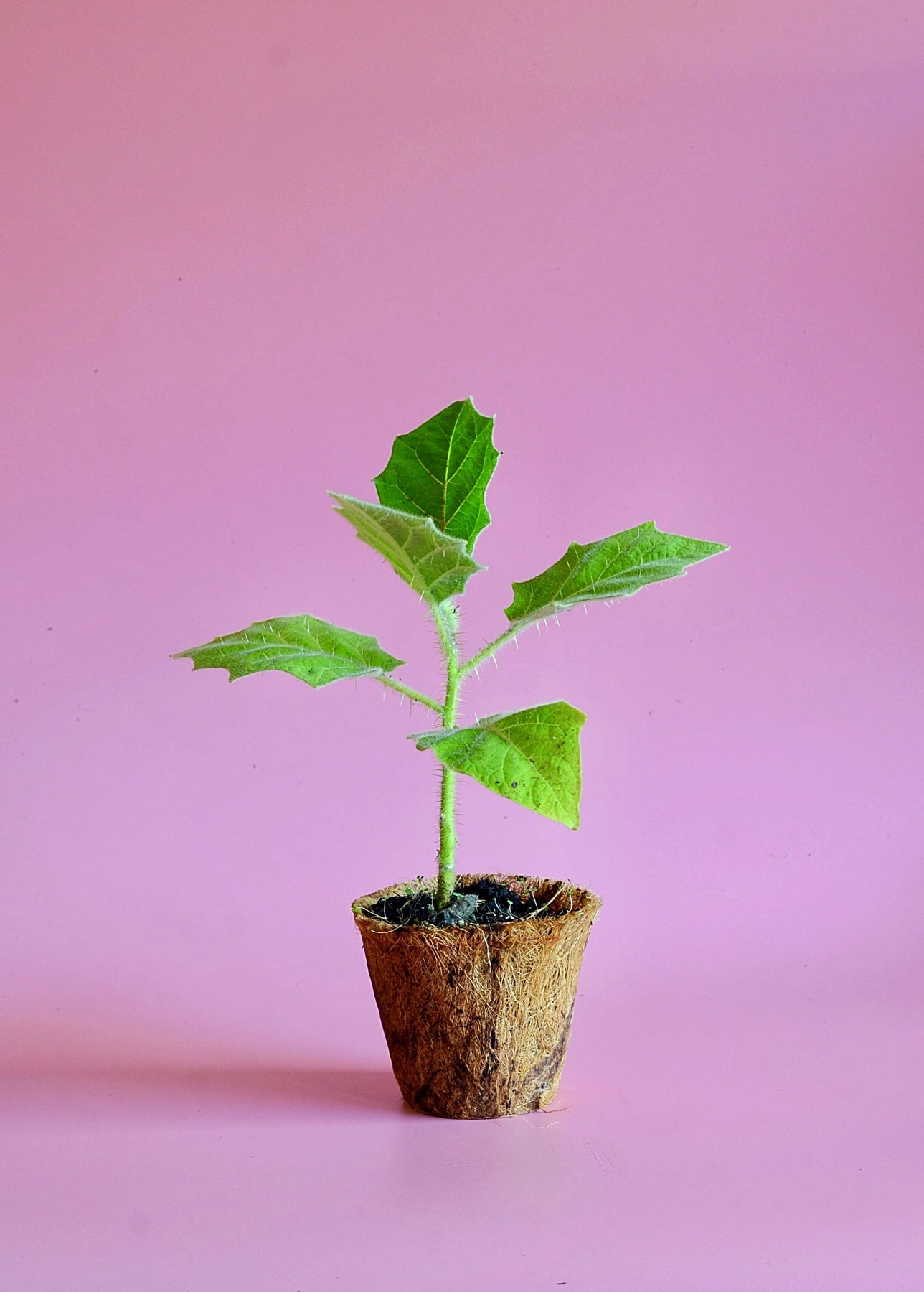 Lulo, Naranjilla Plant, Solanum quitoense - Rare Fruit | Sow Exotic