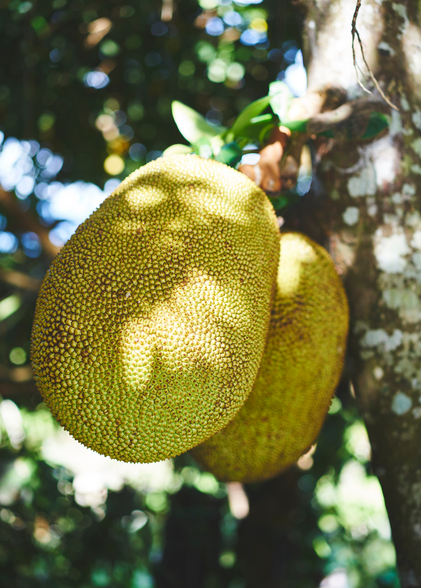 Jackfruit Trees for Sale Sow Exotic