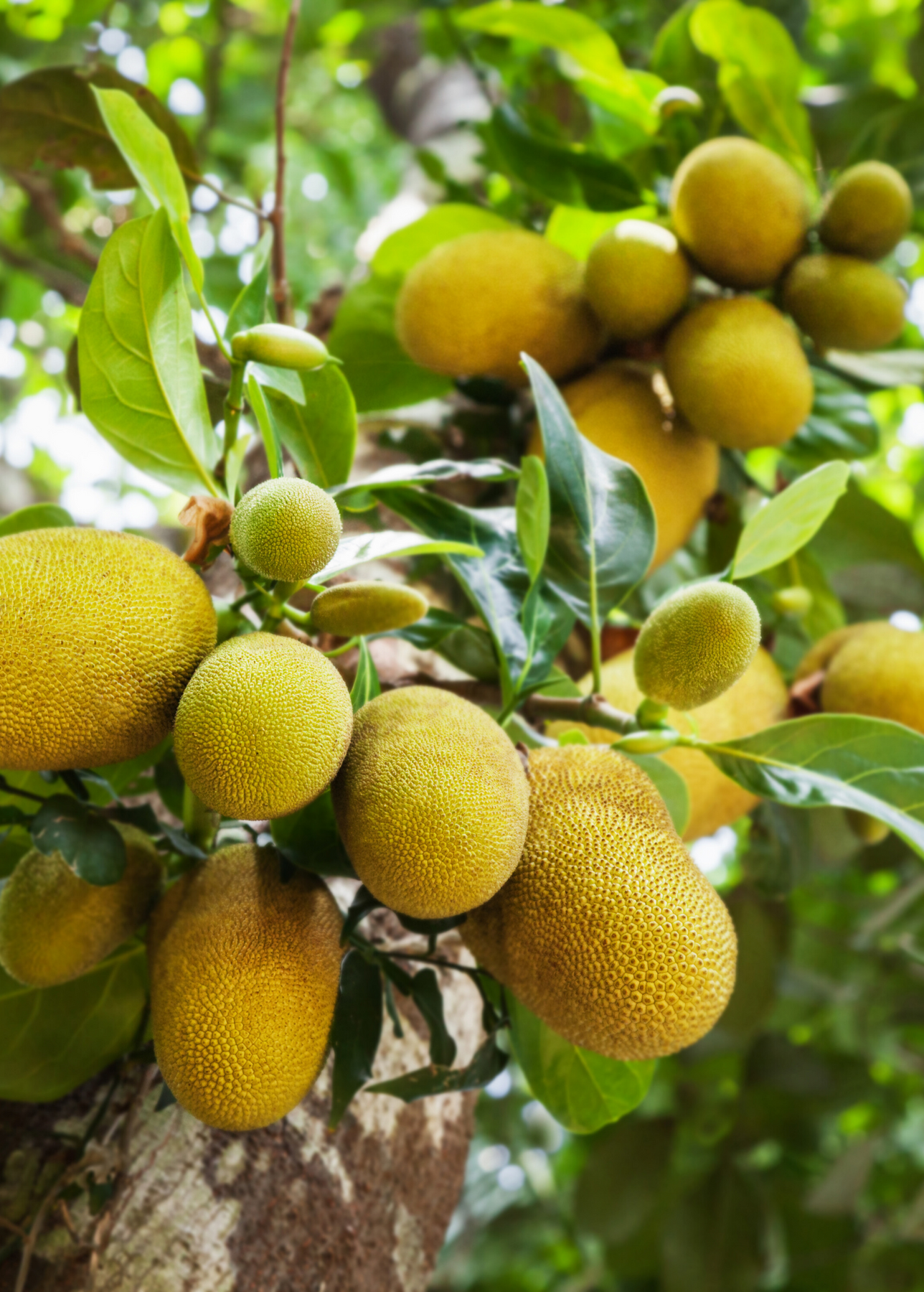 Jackfruit Trees for Sale - SowExotic.com – Sow Exotic Jackfruit Trees for Sale - SowExotic.com – Sow Exotic