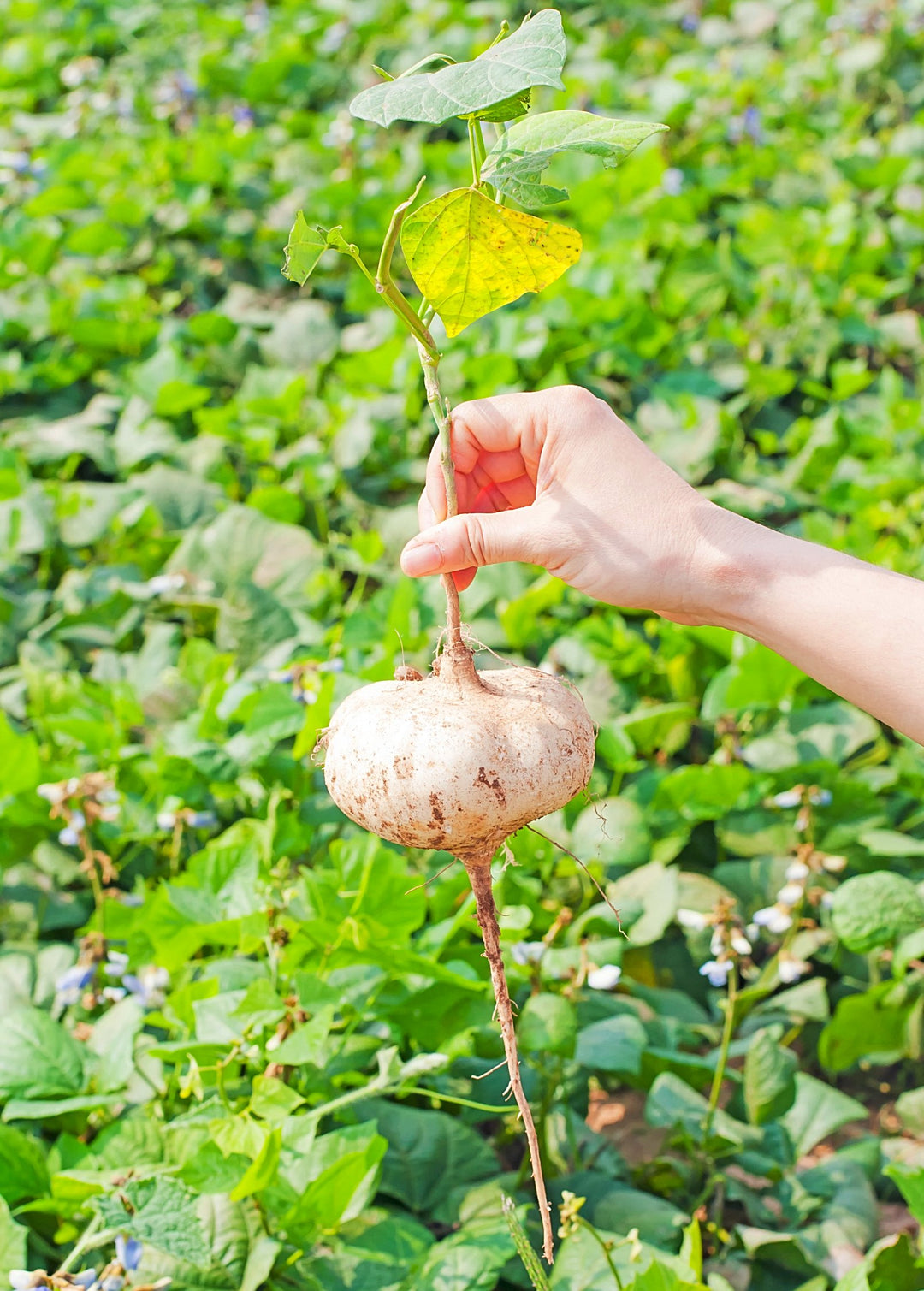 jicama seeds for planting Jicama Plant (Pachyrhizus erosus) Rare Edible Root