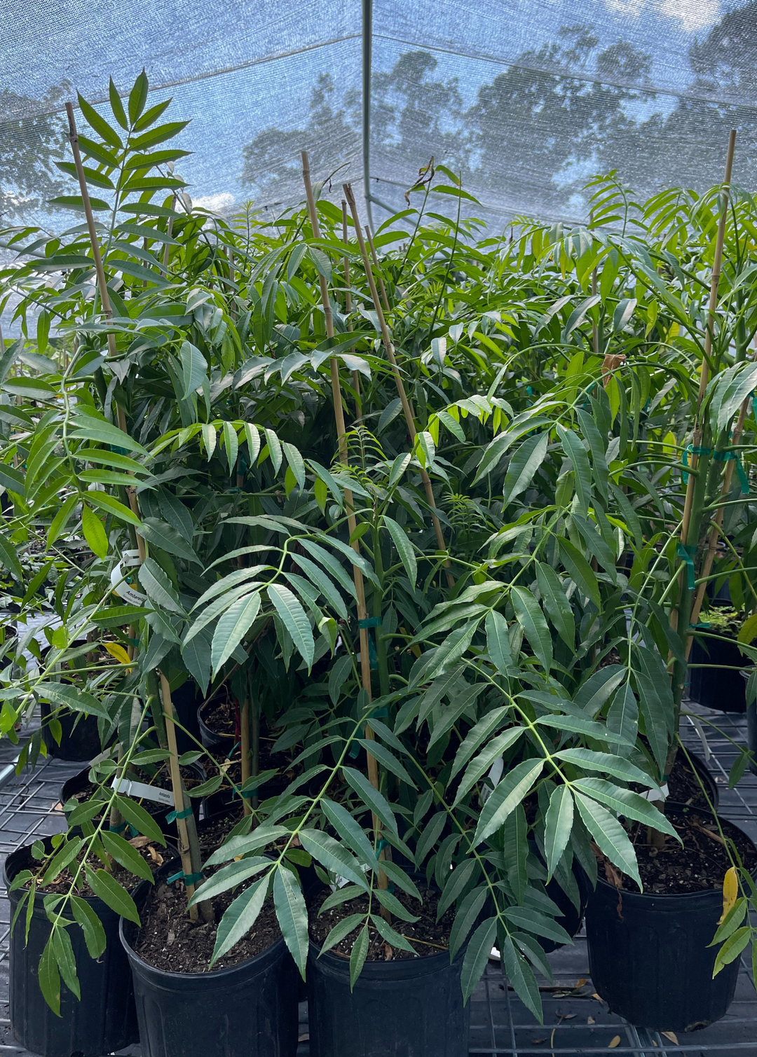 June Plum | Tropical Fruit Tree | Sow Exotic