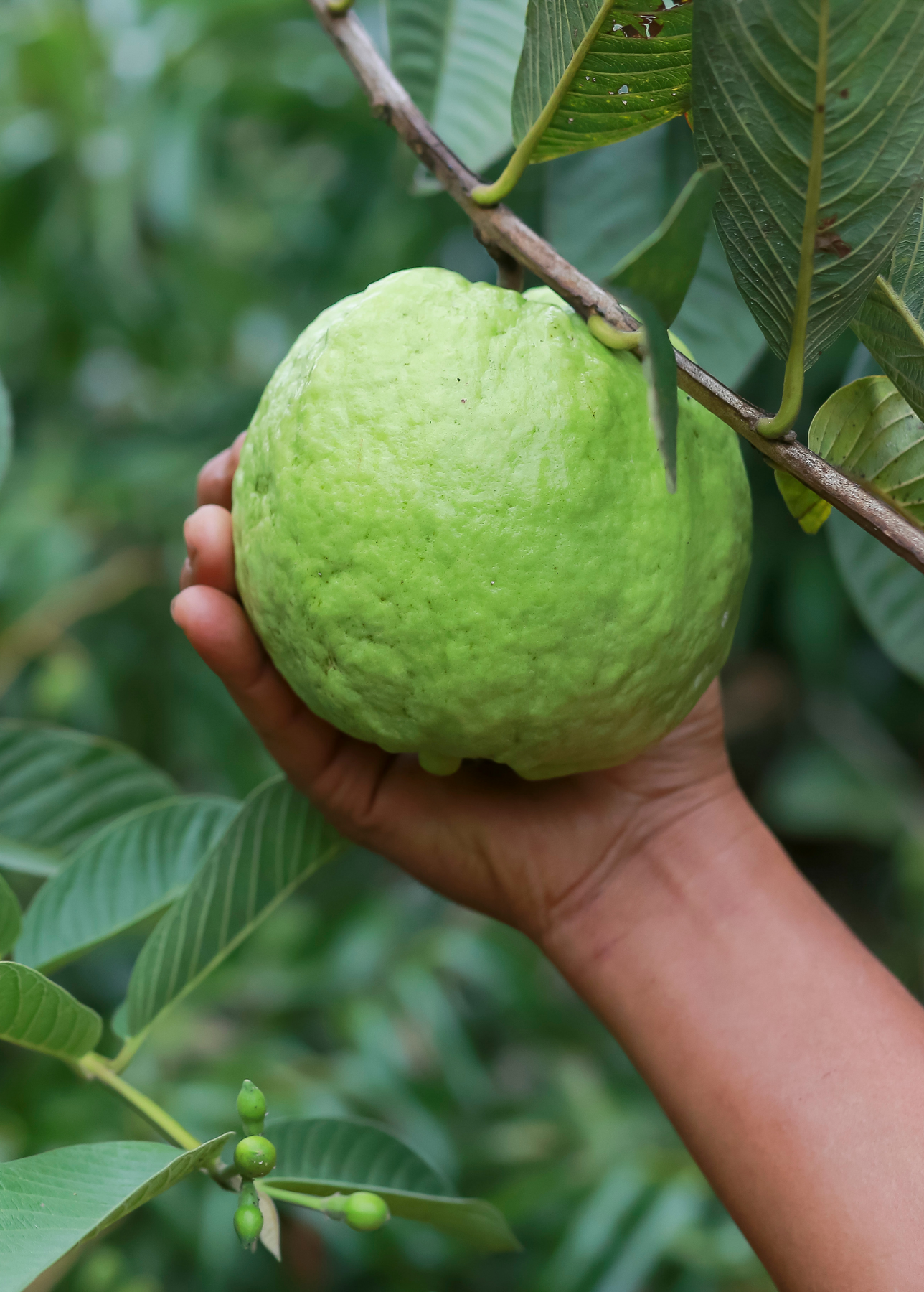 Rare Kilo GIANT Guava | Sow Exotic Rare Kilo GIANT Guava | Sow Exotic