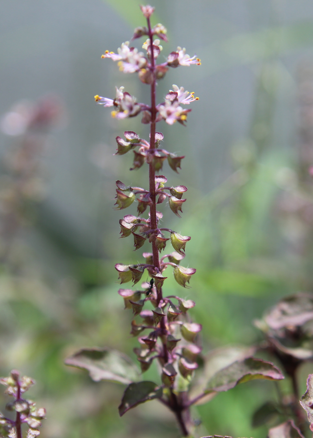 spider mites on tulsi plant Krishna Tulsi Plant Holy Basil | Medicinal Herb