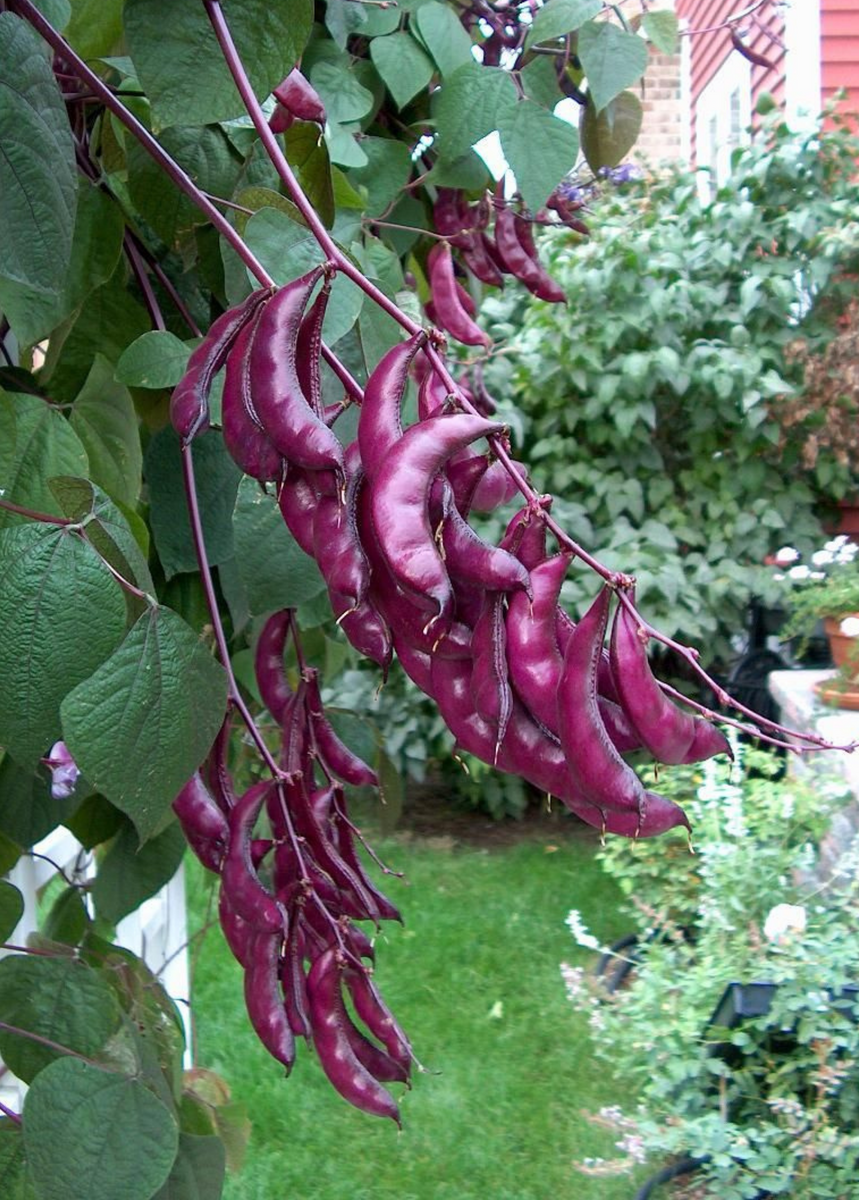 Lablab Bean | Live Plant | Sow Exotic