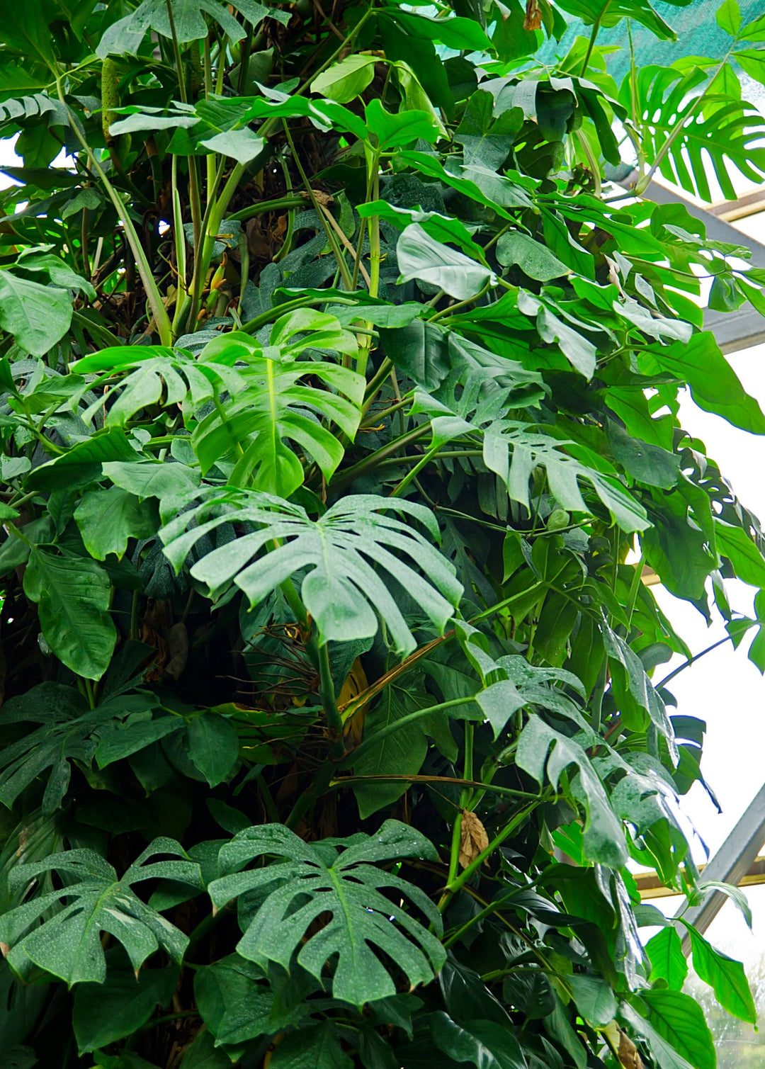 monstera deliciosa vine Monstera Plant, Swiss Cheese Plant, Monstera Deliciosa