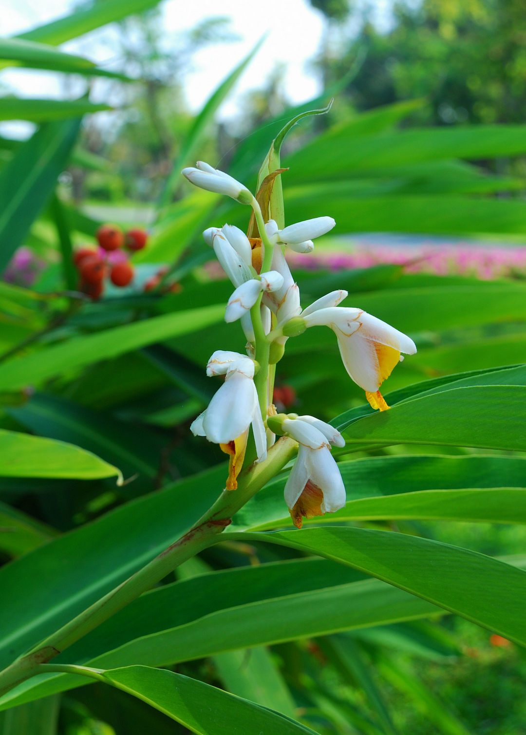 galangal plant Lesser Galangal. Alpinia officinarum - Edible Root