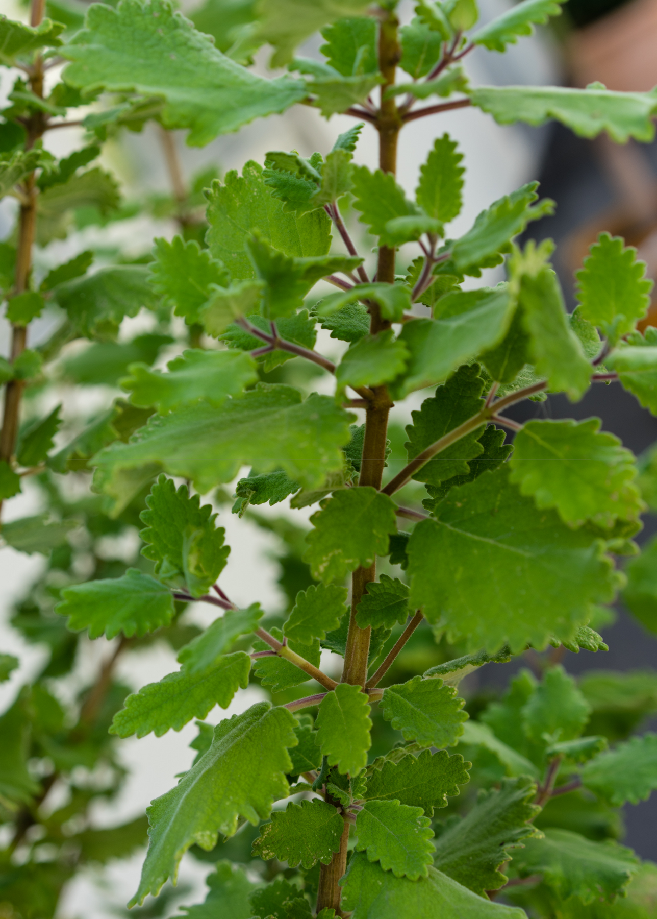 Safety and Side Effects of Tetradenia riparia